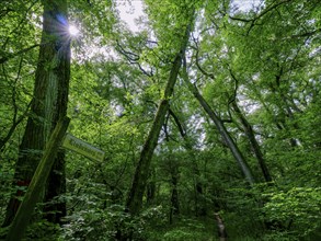 The sun shines between trees and above a sign Lindenweg in the Colbitzer Lindenwald in the