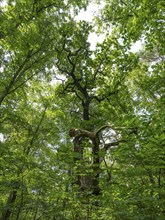 Trees in the Colbitz Linden Forest in the Colbitz-Letzlinger Heide, Colbitz, Saxony-Anhalt,