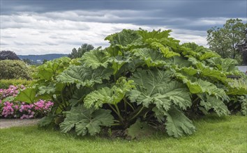 Giant rhubarb (Gunnera manicata), North Rhine-Westphalia, Germany, Europe