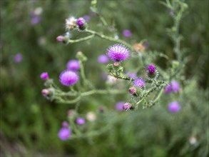 Flowering thistle (Cirsium sp.) at Lake Jersleben, Jersleben, Saxony-Anhalt, Germany, Europe