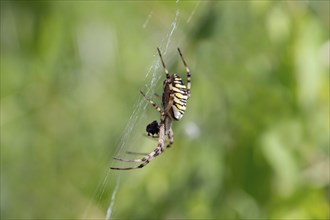 Wasp spider (Argiope bruennichi), in web with prey, North Rhine-Westphalia, Germany, Europe