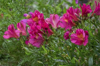 Peruvian lilies (Alstroemeria), North Rhine-Westphalia, Germany, Europe