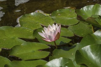 Water lily (Nymphaea), pink-coloured, North Rhine-Westphalia, Germany, Europe