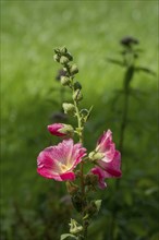 Common hollyhock (Alcea), North Rhine-Westphalia, Germany, Europe