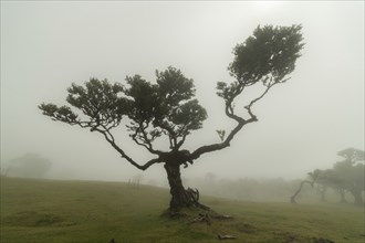 Tree in Fanal Enchanted Forest in Fog. Madeira, Portugal, Europe