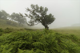 Tree in Fanal Enchanted Forest in Fog. Madeira, Portugal, Europe