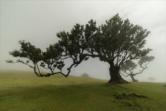 Tree in Fanal Enchanted Forest in Fog. Madeira, Portugal, Europe