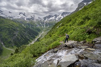 Mountaineers between green vegetation on a hiking trail, cloudy mountain peaks in Stillupptal,