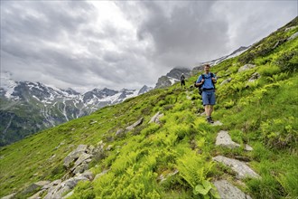 Mountaineers between green vegetation on a hiking trail, cloudy mountain peaks in Stillupptal,