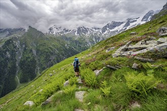 Mountaineer between green vegetation on a hiking trail, cloudy mountain peaks in Stillupptal,