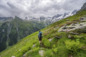 Mountaineer between green vegetation on a hiking trail, cloudy mountain peaks in Stillupptal,