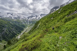 Mountaineers between green vegetation on a hiking trail, cloudy mountain peaks in Stillupptal,