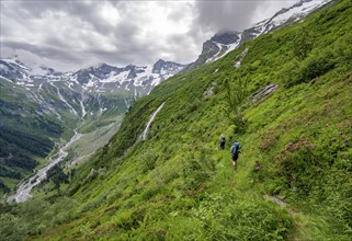 Mountaineers between green vegetation on a hiking trail, cloudy mountain peaks in Stillupptal,