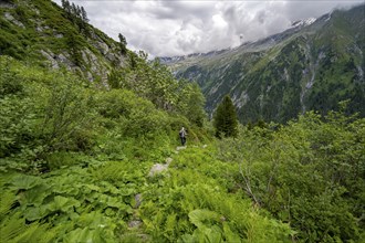 Mountaineers on a hiking trail on a green mountain slope, cloudy mountain peaks in Stillupptal,