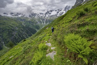 Mountaineers on a hiking trail on a green mountain slope, cloudy mountain peaks in Stillupptal,