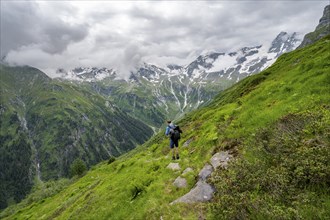 Mountaineers on a hiking trail on a green mountain slope, cloudy mountain peaks in Stillupptal,