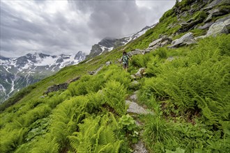 Mountaineer on a hiking trail on a green mountain slope, cloudy mountain peaks in Stillupptal,