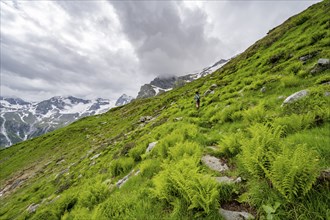 Mountaineer on a hiking trail on a green mountain slope, cloudy mountain peaks in Stillupptal,