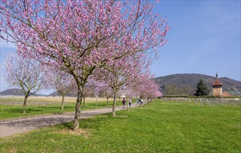 Almond tree (Prunus dulcis), Siebeldingen, German Wine Route, also Southern Wine Route, Southern