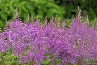 Astilbe, North Rhine-Westphalia, Germany, Europe