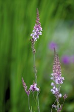 Garden linaria (linaria purpurea), North Rhine-Westphalia, Germany, Europe