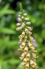 Rusty foxglove (Digitalis ferruginea), North Rhine-Westphalia, Germany, Europe