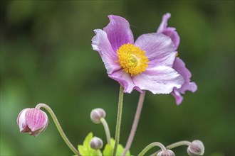 Chinese anemone (Anemone hupehensis), North Rhine-Westphalia, Germany, Europe