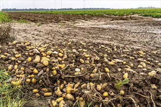 Potato field near Bedburg, flooded after heavy rainfall, many potato ridges drowned and the plants