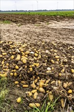 Potato field near Bedburg, flooded after heavy rainfall, many potato ridges drowned and the plants