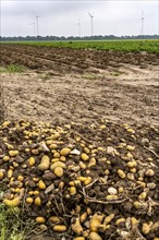 Potato field near Bedburg, flooded after heavy rainfall, many potato ridges drowned and the plants