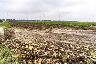 Potato field near Bedburg, flooded after heavy rainfall, many potato ridges drowned and the plants