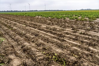 Potato field near Bedburg, flooded after heavy rainfall, many potato ridges drowned and the plants