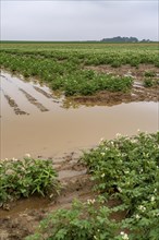 Potato field near Bedburg, flooded after heavy rainfall, many potato ridges drowned and the plants