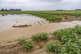 Potato field near Bedburg, flooded after heavy rainfall, many potato ridges drowned and the plants