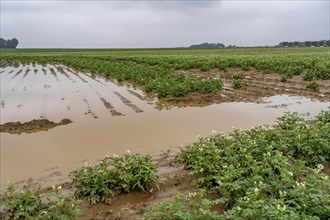 Potato field near Bedburg, flooded after heavy rainfall, many potato ridges drowned and the plants