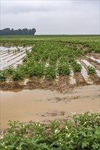 Potato field near Bedburg, flooded after heavy rainfall, many potato ridges drowned and the plants