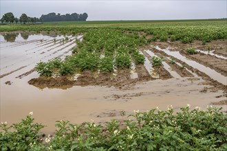 Potato field near Bedburg, flooded after heavy rainfall, many potato ridges drowned and the plants