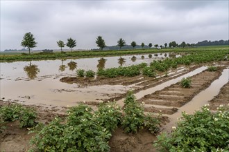 Potato field near Bedburg, flooded after heavy rainfall, many potato ridges drowned and the plants