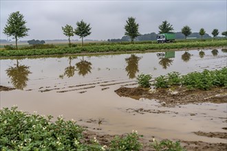 Potato field near Bedburg, flooded after heavy rainfall, many potato ridges drowned and the plants