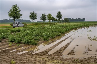 Potato field near Bedburg, flooded after heavy rainfall, many potato ridges drowned and the plants