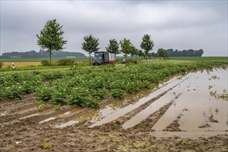 Potato field near Bedburg, flooded after heavy rainfall, many potato ridges drowned and the plants