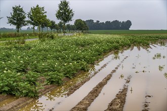 Potato field near Bedburg, flooded after heavy rainfall, many potato ridges drowned and the plants