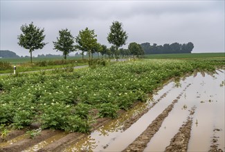 Potato field near Bedburg, flooded after heavy rainfall, many potato ridges drowned and the plants