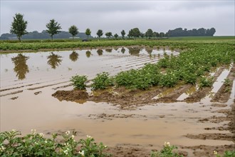 Potato field near Bedburg, flooded after heavy rainfall, many potato ridges drowned and the plants