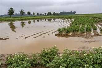 Potato field near Bedburg, flooded after heavy rainfall, many potato ridges drowned and the plants