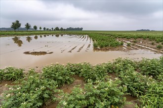 Potato field near Bedburg, flooded after heavy rainfall, many potato ridges drowned and the plants