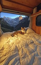A cat resting on a bed in a van with a stunning mountain view under the warm glow of sunset