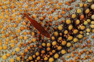 Close-up of rusty red splendour starfish shrimp (Zenopontonia soror) (Periclimenes soror) lives on