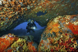 Diver dives through underwater cave natural rock arch illuminated colourful sponges (Porifera) in