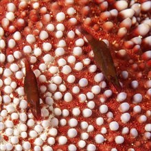 Close-up of pair of rusty red splendour starfish shrimp (Zenopontonia soror) (Periclimenes soror)